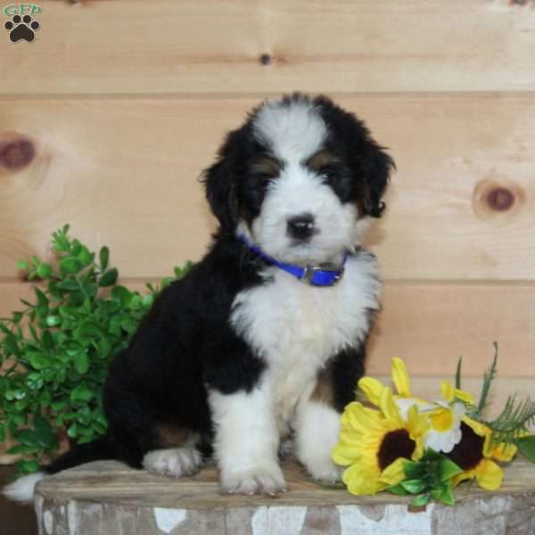 Starbucks, Bernedoodle Puppy